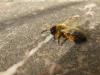 Andrena sp.